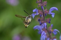 Hemaris tityus
