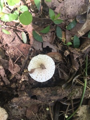 Fungi