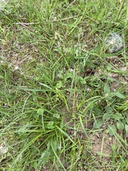 Carex leersii