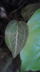 Disperis tripetaloides image