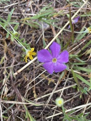 Phlox cuspidata
