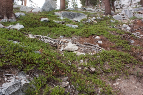 Pinemat Manzanita