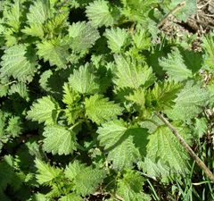 Urtica dioica
