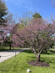 Cercis canadensis