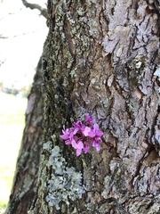 Cercis canadensis