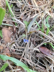 Commelina