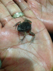 Eleutherodactylus nitidus