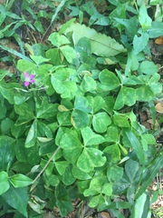 Oxalis
