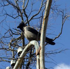Corvus cornix