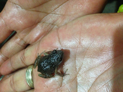 Eleutherodactylus nitidus