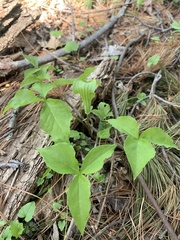 Arisaema triphyllum