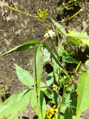 Magnoliopsida