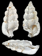 Aspella ponderi