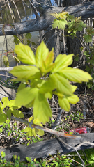 Acer negundo