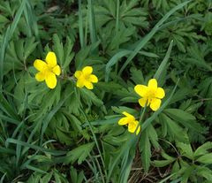 Anemonoides ranunculoides