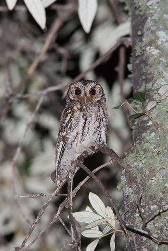 Flammulated Owl