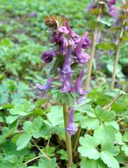 Corydalis solida