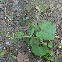 Ranunculus cassubicus