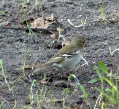 Fringilla coelebs