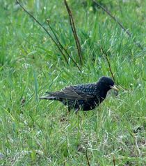 Sturnus vulgaris