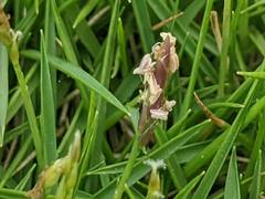 Zoysia pacifica
