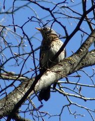 Turdus pilaris