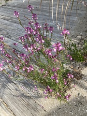 Linaria maroccana