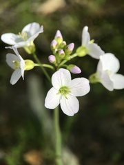 Cardamine pratensis