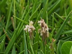 Zoysia pacifica