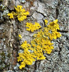 Xanthoria parietina