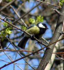 Parus major