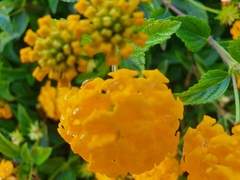 Lantana depressa