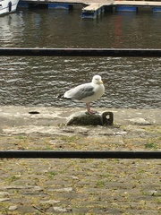 Larus argentatus
