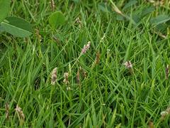 Zoysia pacifica
