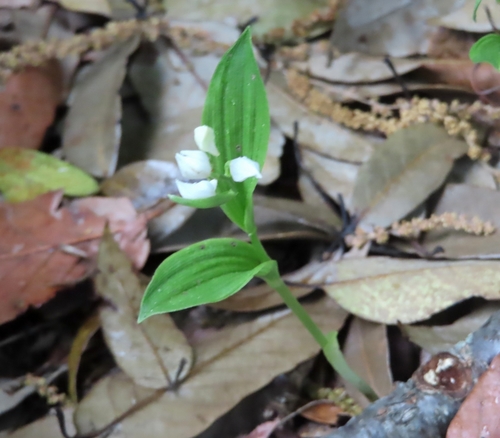 Image of Erect Cephalanthera (Cephalanthera erecta) by (c) mami_t_t, some rights reserved (CC BY)