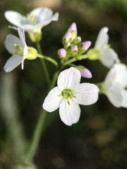 Cardamine pratensis