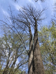 Fraxinus americana