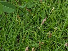 Zoysia pacifica