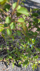 Magnoliopsida