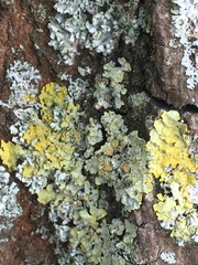 Xanthoria parietina