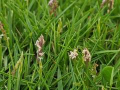 Zoysia pacifica