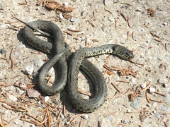 Natrix helvetica sicula