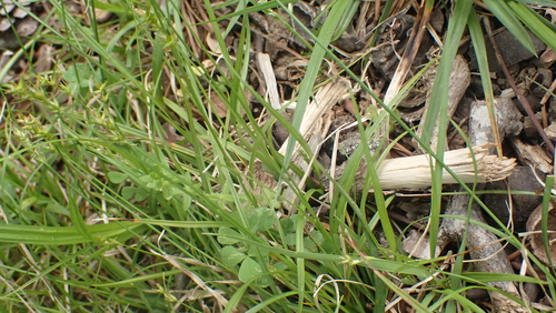 Image of Carex texensis by (c) John Abrams, some rights reserved (CC BY)