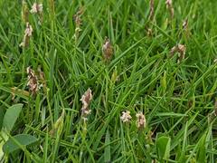 Zoysia pacifica
