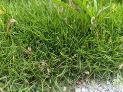 Zoysia pacifica