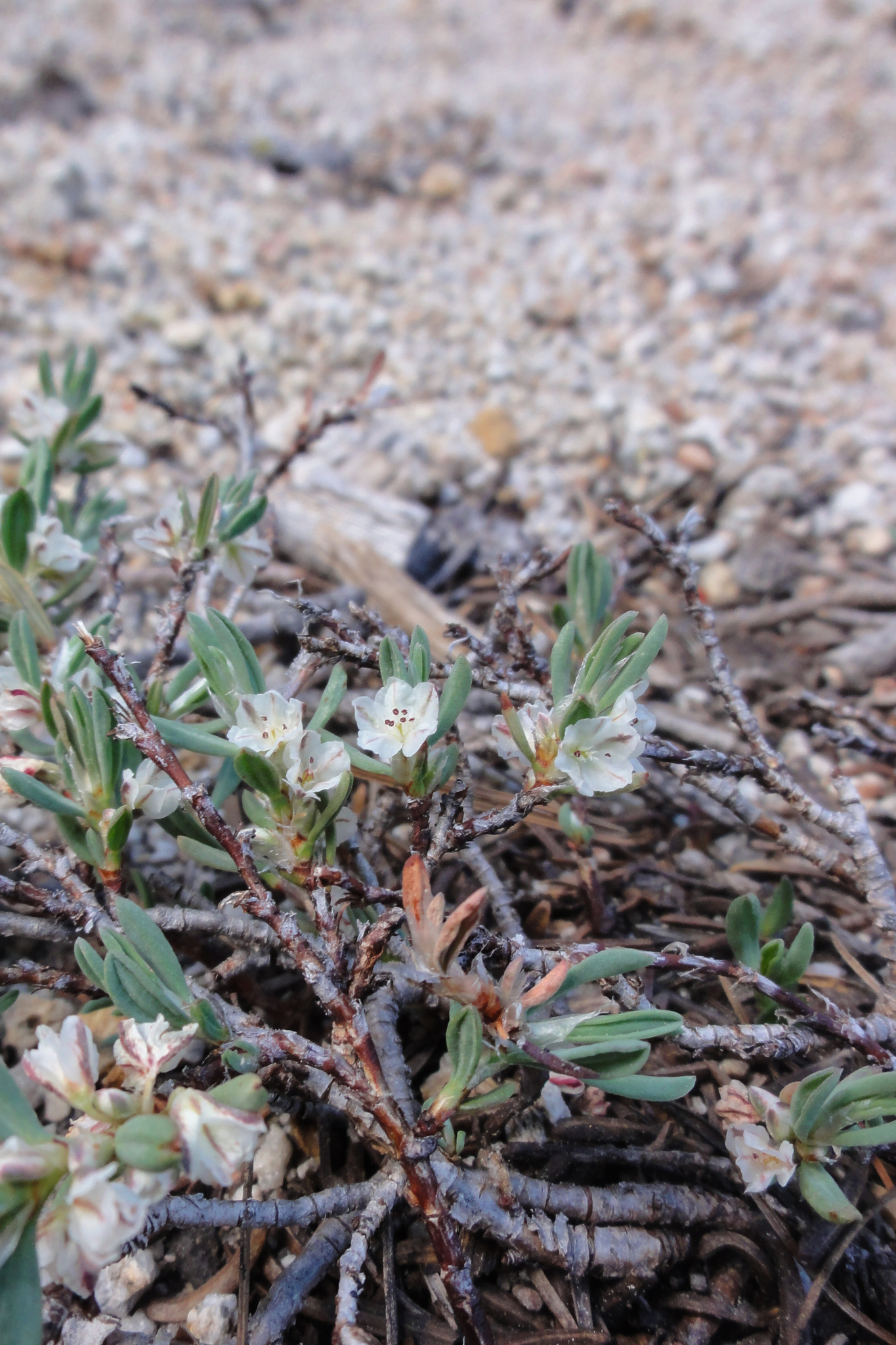 Polygonum shastense