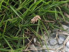 Zoysia pacifica