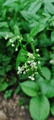 Magnoliopsida