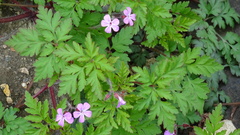 Geranium robertianum