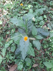 Angiospermae